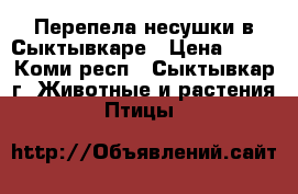 Перепела несушки в Сыктывкаре › Цена ­ 40 - Коми респ., Сыктывкар г. Животные и растения » Птицы   